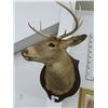 Image 1 : Deer Mount