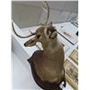 Image 2 : Deer Mount