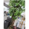 Image 1 : Potted Silk Tree
