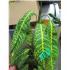 Image 3 : ESTATE:  ARTIFICIAL PLANT C/W POT