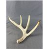 Image 2 : Nice Pair of Deer Antlers