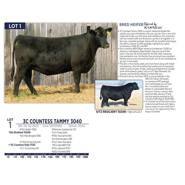 3C COUNTESS TAMMY 3040