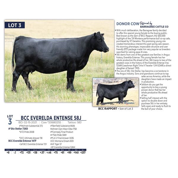 BCC EVERELDA ENTENSE 58J