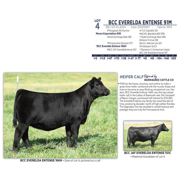 BCC EVERELDA ENTENSE 91M