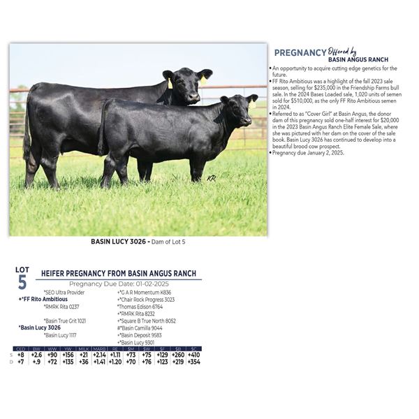 HEIFER PREGNANCY FROM BASIN ANGUS RANCH