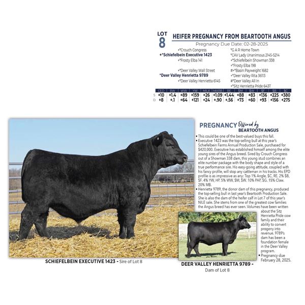 HEIFER PREGNANCY FROM BEARTOOTH ANGUS