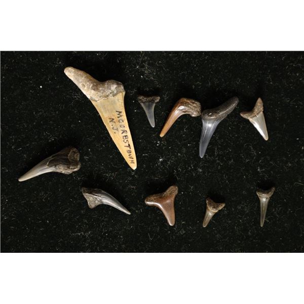 10-SHARKS TEETH "ODONTASPIS" MIOCENE ERA. 1 IS