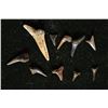 Image 1 : 10-SHARKS TEETH "ODONTASPIS" MIOCENE ERA. 1 IS