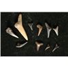 Image 2 : 10-SHARKS TEETH "ODONTASPIS" MIOCENE ERA. 1 IS