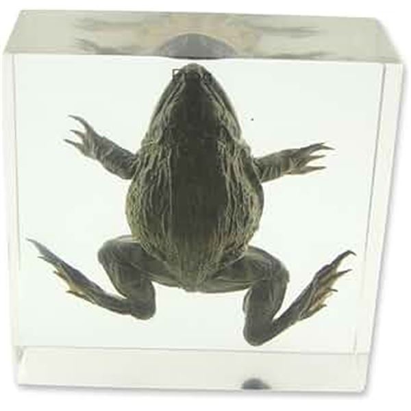 NEW REALBUG FROG SPECIMEN