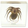 Image 1 : NEW REALBUG OCTOPUS