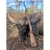 Image 10 : Australia - 5 day Hunt for 1 Hunter - Trophy include 1 Trophy Bull and 1 Cull Cow