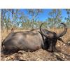 Image 6 : Australia - 5 day Hunt for 1 Hunter - Trophy include 1 Trophy Bull and 1 Cull Cow