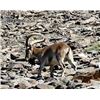 Image 4 : Spain Corju Hunting 3-day hunt for 2 Hunters for Southeastern Ibex