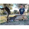 Image 4 : Spain - Eurohunts by Alvaro Villegas is offering a 4 day Fallow Dee hunt for 1 hunter & 1 non-hunter