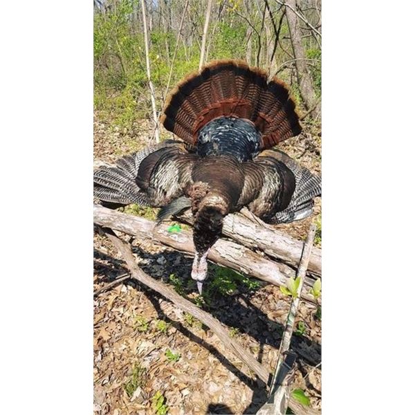 Monarch Rivers Outfitters is offering a 4-day Spring Illinois turkey hunt for 1 hunter