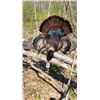 Image 1 : Monarch Rivers Outfitters is offering a 4-day Spring Illinois turkey hunt for 1 hunter