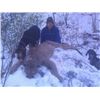 Image 2 : Arizona - Diamond Outfitters -5 -DAY TROPHY MOUNTAIN LION HUNT W/HOUNDS for 1 Hunter