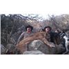 Image 3 : Arizona - Diamond Outfitters -5 -DAY TROPHY MOUNTAIN LION HUNT W/HOUNDS for 1 Hunter