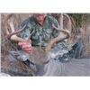 Image 4 : Arizona Diamond Outfitters 5-DAY COUES DEER HUNT FOR 2 HUNTERS (with free mountain lion bonus)