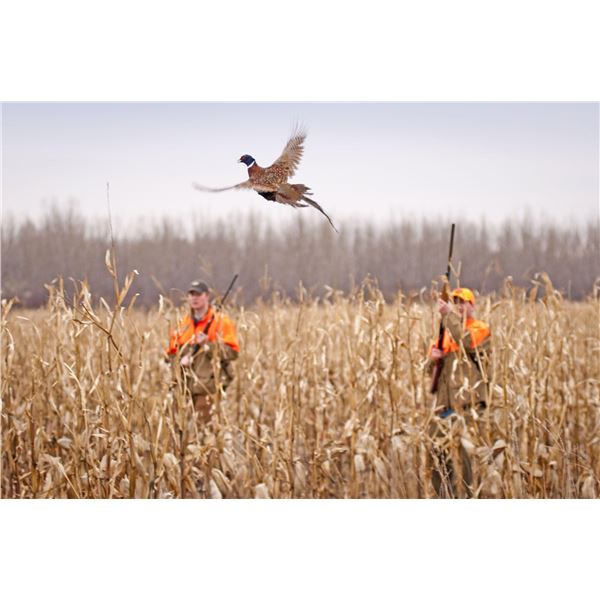 Safari Unlimited is offering a 3-day/3-night Missouri Upland Pheasant Hunt for 2 Hunter