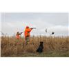 Image 2 : Safari Unlimited is offering a 3-day/3-night Missouri Upland Pheasant Hunt for 2 Hunter