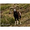 Image 4 : Huntinspain is offering Fallow deer OR a Mouflon sheep OR a Roe deer trophy hunt (hunters choice)
