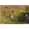 Image 2 : Texas Quail Hunt Package – 2 Hunters, 2 nights lodging, 3 hunting sessions