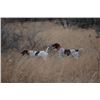 Image 7 : Texas Quail Hunt Package – 2 Hunters, 2 nights lodging, 3 hunting sessions