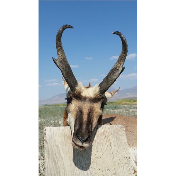 Wyoming Guided Antelope Buck Hunt