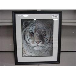 tiger Portrait' Print By Robert Bateman	tiger Portrait' Print By Robert Bateman