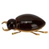Image 5 : Russian Baltic Amber Figural Insect Brooches