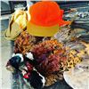 Image 2 : MISSOURI PHEASANT HUNT FOR 2 HUNTERS
