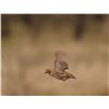 Image 8 : TEXAS BLUE AND BOBWHITE QUAIL HUNT FOR 2 HUNTERS