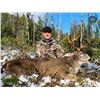 Image 1 : Blacktail & Waterfowl | Alaska Coastal Outfitters - Kuiu, Alaska