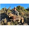 Image 3 : Trophy and Management Southeastern Ibex with Corju Spain