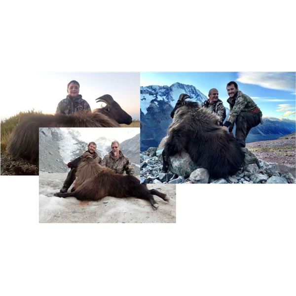 Bull Tahr Cardona Outfitters NZ