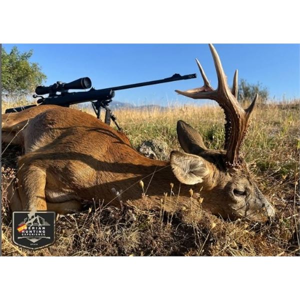 5 Day Trophy Hunt in Spain
