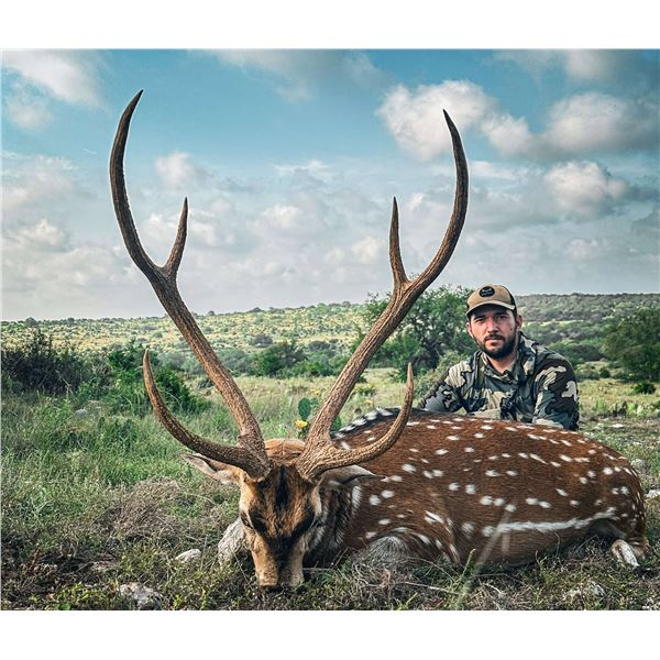 Free Range Axis Buck hunt