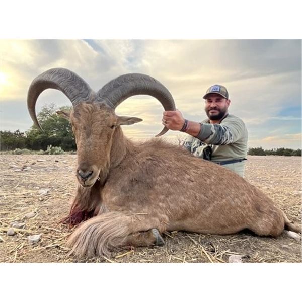 Free Range Aoudad Hunt for 1 Hunter