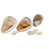 Image 1 : Assorted Conch Sells: 4 Small, 1 Lamp, 2 Large