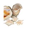 Image 2 : Assorted Conch Sells: 4 Small, 1 Lamp, 2 Large
