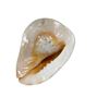 Image 3 : Assorted Conch Sells: 4 Small, 1 Lamp, 2 Large