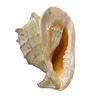 Image 4 : Assorted Conch Sells: 4 Small, 1 Lamp, 2 Large