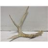 Image 1 : DEER ANTLER