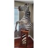 Image 1 : Zebra Pedestal 1/2 Mount