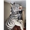 Image 2 : Zebra Pedestal 1/2 Mount