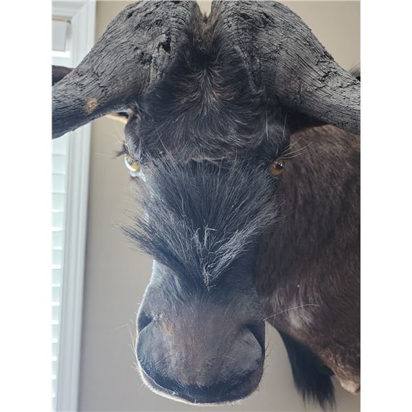 African Black Wildebeest