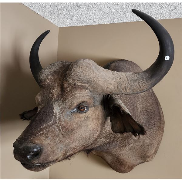 African Cape Buffalo Shoulder Mount