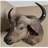 Image 1 : African Cape Buffalo Shoulder Mount